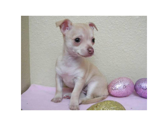 Very small chihuahua puppies for sale in San Diego