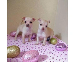 Very small chihuahua puppies for sale - 3