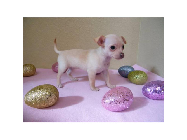 Very small chihuahua puppies for sale in San Diego