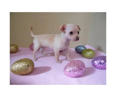 Very small chihuahua puppies for sale - 4