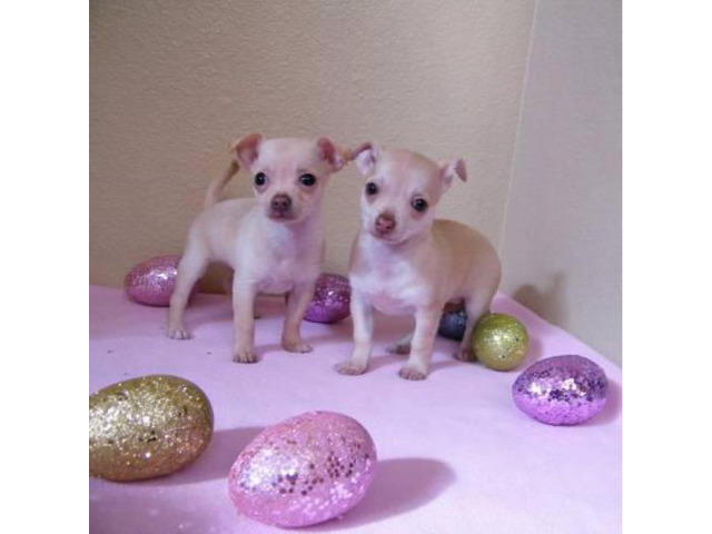 Very small chihuahua puppies for sale in San Diego