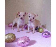 Very small chihuahua puppies for sale - 5