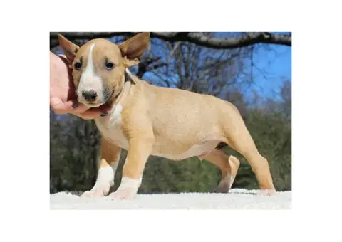 Brown & White English Bull Terrier Puppies for Sale