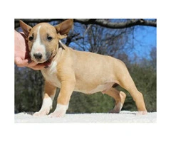 Brown & White English Bull Terrier Puppies for Sale - 1