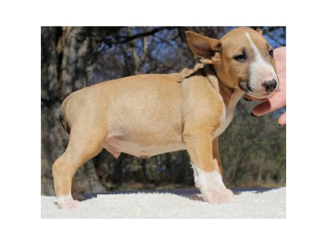 Brown & White English Bull Terrier Puppies for Sale in Las