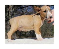 Brown & White English Bull Terrier Puppies for Sale - 2