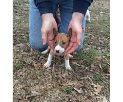 Brown & White English Bull Terrier Puppies for Sale - 4