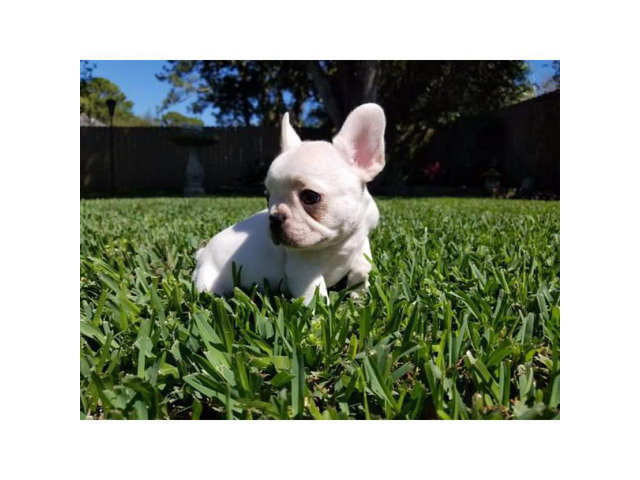 French Bulldog Puppies AKC reg in League City, Texas ...