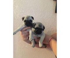 3 pug puppies ready to go home