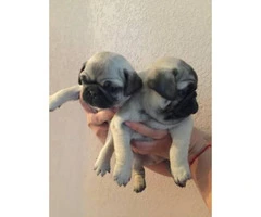 3 pug puppies ready to go home - 2