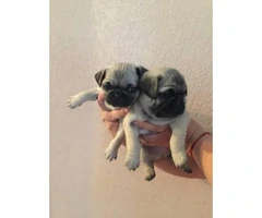 3 pug puppies ready to go home - 3