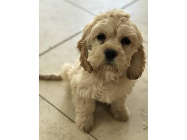 F1B Mini Labradoodle puppies available now in Henderson ...