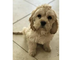 F1B Mini Labradoodle puppies available now