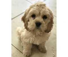 F1B Mini Labradoodle puppies available now - 4