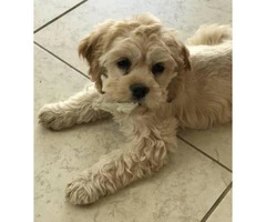 F1B Mini Labradoodle puppies available now - 5