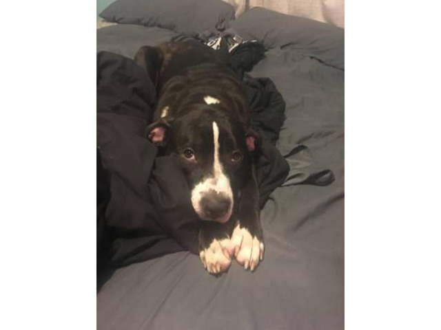 9 month old Female Pitbull for sale in Wichita, Kansas