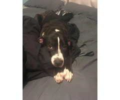 9 month old Female Pitbull for sale - 2