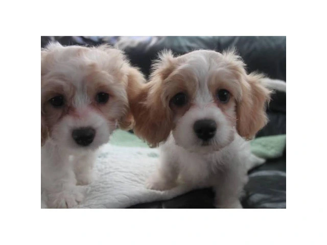 CAVACHON hybrid designer breed puppies for sale - 1/5