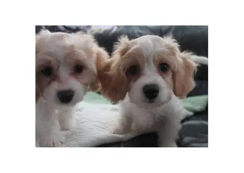 CAVACHON hybrid designer breed puppies for sale