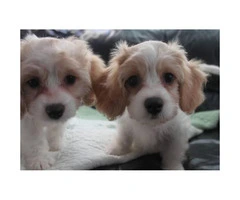 CAVACHON hybrid designer breed puppies for sale
