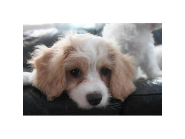 CAVACHON hybrid designer breed puppies for sale - 2/5