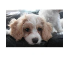 CAVACHON hybrid designer breed puppies for sale - 2