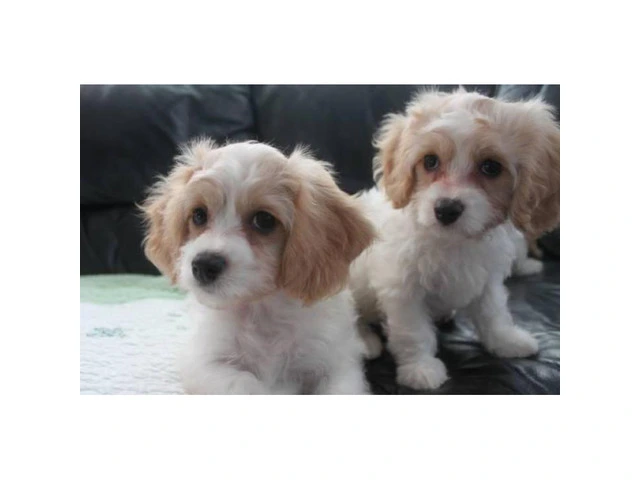 CAVACHON hybrid designer breed puppies for sale - 3/5