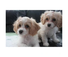 CAVACHON hybrid designer breed puppies for sale - 3