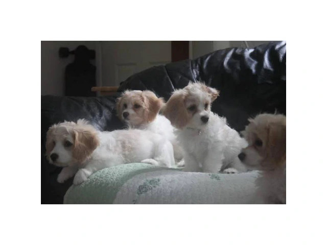 CAVACHON hybrid designer breed puppies for sale - 4/5