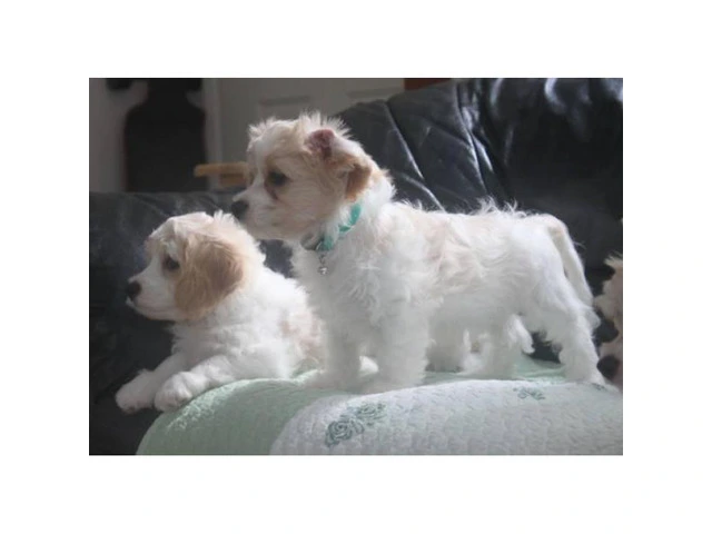 CAVACHON hybrid designer breed puppies for sale - 5/5