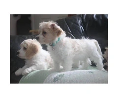 CAVACHON hybrid designer breed puppies for sale - 5