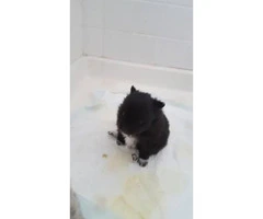 2 cute Pomeranian puppies for sale - 3