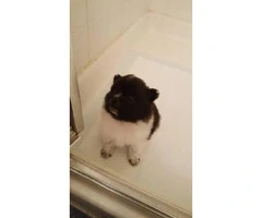 2 cute Pomeranian puppies for sale - 4