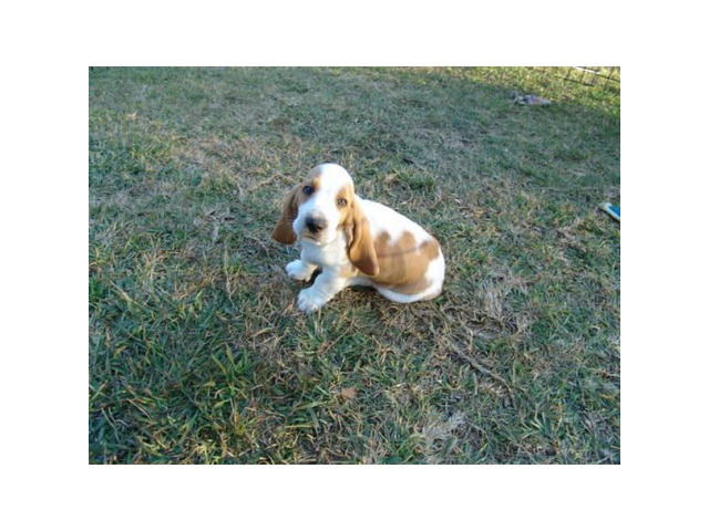 Basset hound puppy only one male left in Columbus, Georgia - Puppies for Sale Near Me