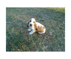 Basset hound puppy only one male left