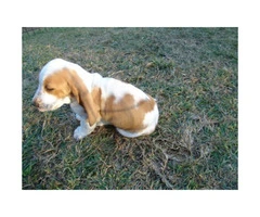 Basset hound puppy only one male left - 2