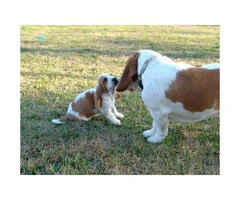 Basset hound puppy only one male left - 5