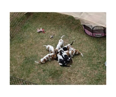 Basset hound puppy only one male left - 6