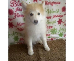 12 week old male pomsky puppies available