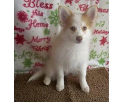 12 week old male pomsky puppies available - 2