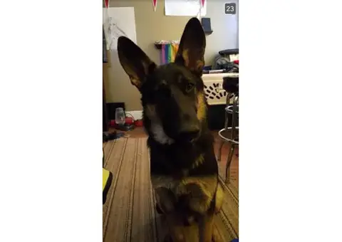 Male German Shepherd