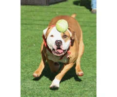 Pit bull terrier mix adoption - 3