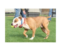 Pit bull terrier mix adoption - 4