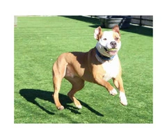 Pit bull terrier mix adoption - 5