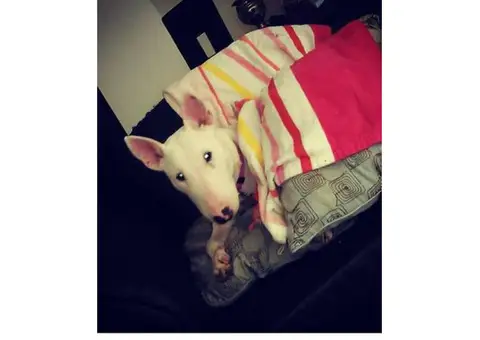 female bull terrier puppy for sale