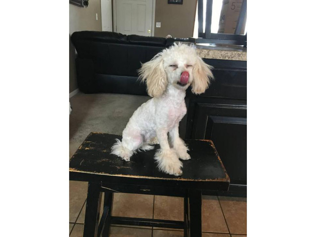 WonDerful Toy PooDle foR SalE in Idaho Falls, Idaho - Puppies for Sale