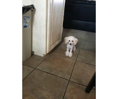WonDerful Toy PooDle foR SalE - 2