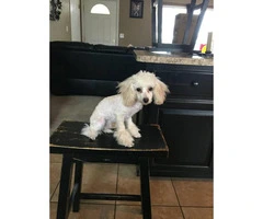 WonDerful Toy PooDle foR SalE - 3