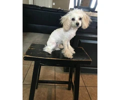 WonDerful Toy PooDle foR SalE - 4