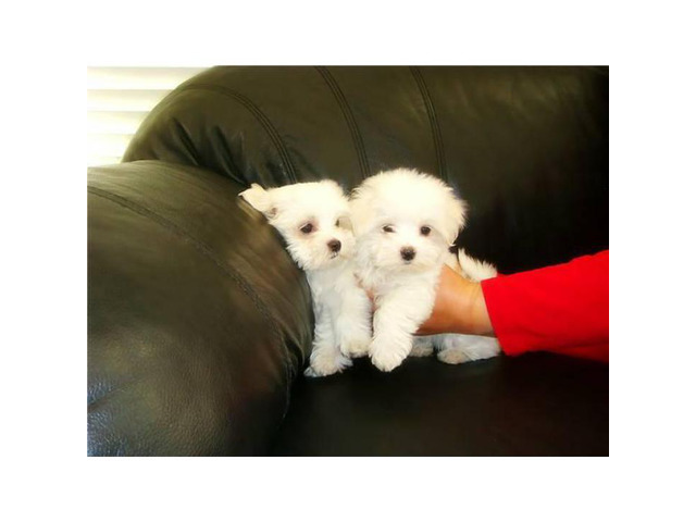 Adorable Snow White coat Maltese Puppies for Sale in San